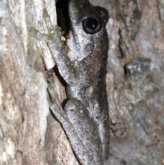 Litoria peronii at Rosedale, NSW - 29 Mar 2019