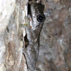 Litoria peronii at Rosedale, NSW - 29 Mar 2019 08:53 PM