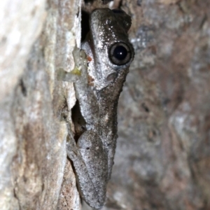 Litoria peronii at Rosedale, NSW - 29 Mar 2019