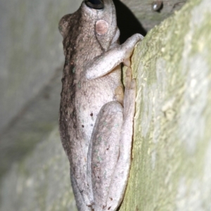 Litoria peronii at Rosedale, NSW - 29 Mar 2019