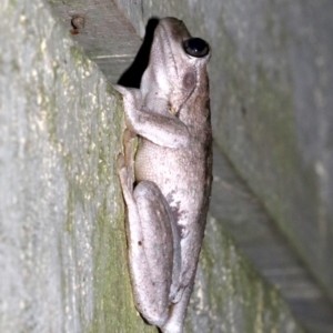 Litoria peronii at Rosedale, NSW - 29 Mar 2019