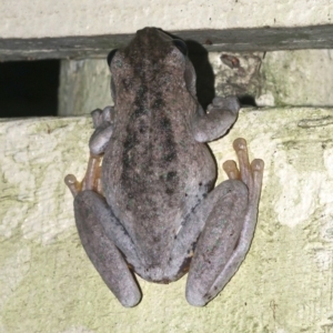 Litoria peronii at Rosedale, NSW - 29 Mar 2019