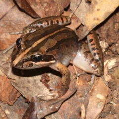 Limnodynastes peronii (Brown-striped Frog) at Rosedale, NSW - 29 Mar 2019 by jb2602