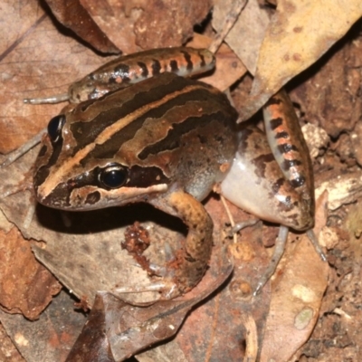 Limnodynastes peronii (Brown-striped Frog) at Rosedale, NSW - 29 Mar 2019 by jb2602