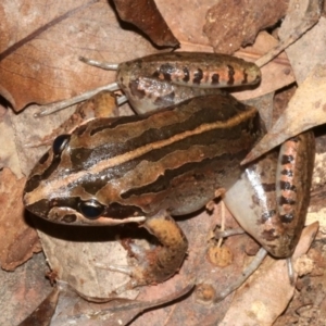 Limnodynastes peronii at Rosedale, NSW - 29 Mar 2019