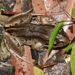 Limnodynastes peronii (Brown-striped Frog) at Rosedale, NSW - 29 Mar 2019 by jb2602