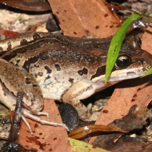 Limnodynastes peronii at Rosedale, NSW - 29 Mar 2019