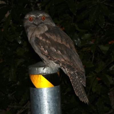 Podargus strigoides (Tawny Frogmouth) at Rosedale, NSW - 29 Mar 2019 by jbromilow50