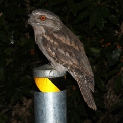 Podargus strigoides at Rosedale, NSW - 29 Mar 2019 08:49 PM