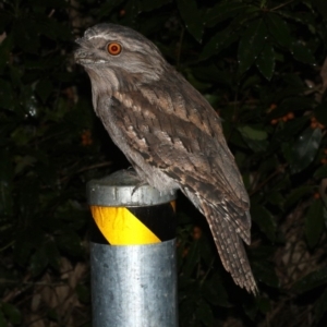 Podargus strigoides at Rosedale, NSW - 29 Mar 2019