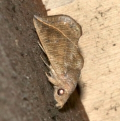 Calyptra minuticornis (Vampire Moth) at Rosedale, NSW - 29 Mar 2019 by jbromilow50