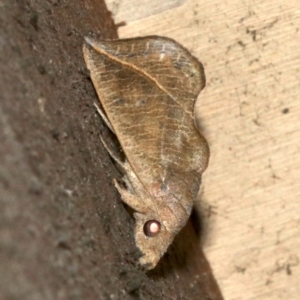 Calyptra minuticornis at Rosedale, NSW - 29 Mar 2019 08:38 PM