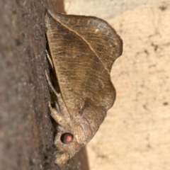 Calyptra minuticornis at Rosedale, NSW - 29 Mar 2019 08:38 PM