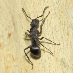 Polyrhachis phryne (A spiny ant) at ANBG - 31 Mar 2019 by TimL