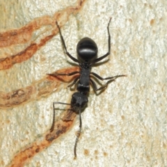 Polyrhachis phryne at Acton, ACT - 31 Mar 2019 01:24 PM