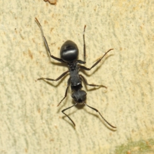 Polyrhachis phryne at Acton, ACT - 31 Mar 2019 01:24 PM