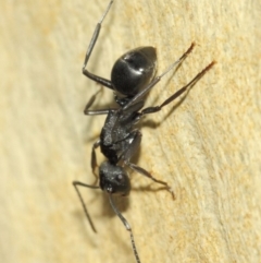 Polyrhachis phryne at Acton, ACT - 31 Mar 2019