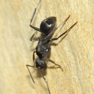 Polyrhachis phryne at Acton, ACT - 31 Mar 2019 01:24 PM