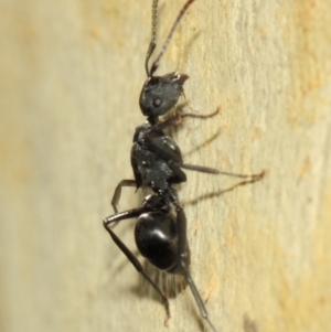 Polyrhachis phryne at Acton, ACT - 31 Mar 2019 01:24 PM