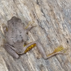 Litoria peronii at Lake George, NSW - 1 Apr 2019 09:47 AM