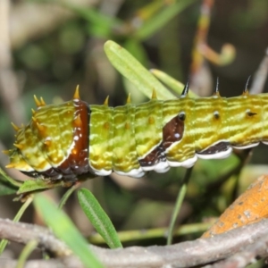 Papilio aegeus at Acton, ACT - 31 Mar 2019 01:18 PM