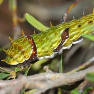 Papilio aegeus at Acton, ACT - 31 Mar 2019