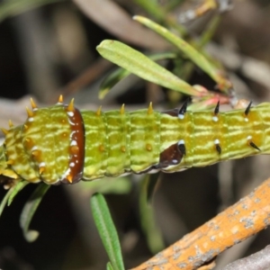 Papilio aegeus at Acton, ACT - 31 Mar 2019 01:18 PM