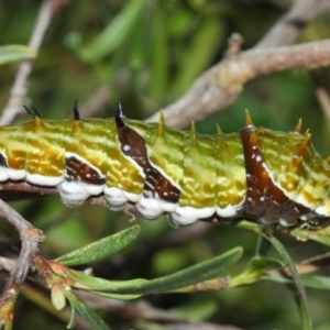 Papilio aegeus at Acton, ACT - 31 Mar 2019 01:18 PM