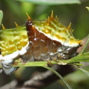 Papilio aegeus at Acton, ACT - 31 Mar 2019