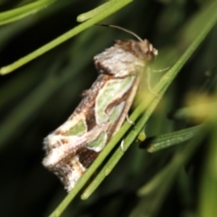 Cosmodes elegans (Green Blotched Moth) at Guerilla Bay, NSW - 30 Mar 2019 by jb2602