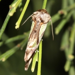 Cosmodes elegans at Guerilla Bay, NSW - 30 Mar 2019 09:19 PM