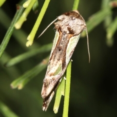 Cosmodes elegans at Guerilla Bay, NSW - 30 Mar 2019