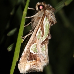 Cosmodes elegans at Guerilla Bay, NSW - 30 Mar 2019