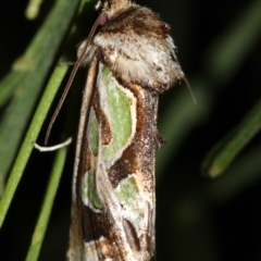 Cosmodes elegans at Guerilla Bay, NSW - 30 Mar 2019