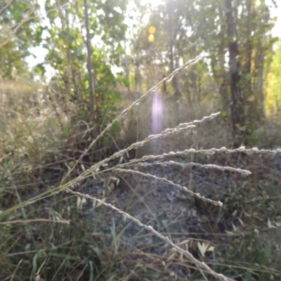 Digitaria brownii (Cotton Panic Grass) at Tuggeranong Hill - 27 Feb 2019 by michaelb