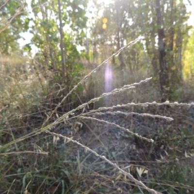 Digitaria brownii (Cotton Panic Grass) at Theodore, ACT - 27 Feb 2019 by MichaelBedingfield