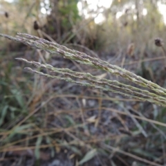 Digitaria brownii (Cotton Panic Grass) at Theodore, ACT - 27 Feb 2019 by MichaelBedingfield