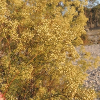 Cassinia quinquefaria (Rosemary Cassinia) at Tuggeranong Hill - 27 Feb 2019 by michaelb