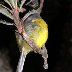 Eopsaltria australis (Eastern Yellow Robin) at Guerilla Bay, NSW - 30 Mar 2019 by jbromilow50