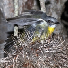 Eopsaltria australis at Guerilla Bay, NSW - 30 Mar 2019