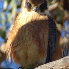 Falco longipennis (Australian Hobby) at Garran, ACT - 30 Mar 2019 by roymcd