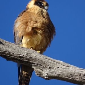 Falco longipennis at Garran, ACT - 31 Mar 2019