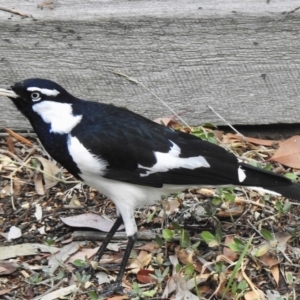 Grallina cyanoleuca at Aranda, ACT - 29 Mar 2019