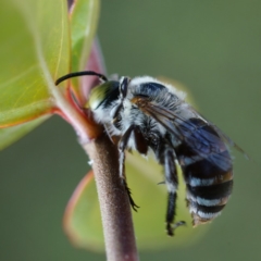 Amegilla sp. (genus) (Blue Banded Bee) at Page, ACT - 1 Apr 2019 by DonTaylor