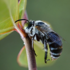 Amegilla sp. (genus) at Page, ACT - 1 Apr 2019