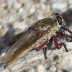 Colepia ingloria (A robber fly) at Tharwa, ACT - 31 Mar 2019 by SandraH