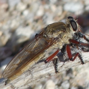 Colepia ingloria at Tharwa, ACT - 1 Apr 2019