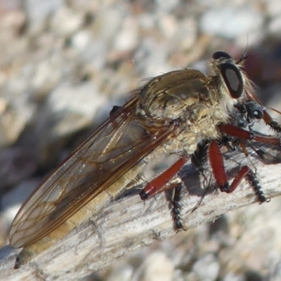 Colepia ingloria (A robber fly) at Gigerline Nature Reserve - 31 Mar 2019 by SandraH