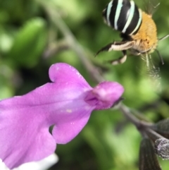 Amegilla (Zonamegilla) asserta (Blue Banded Bee) at Yarralumla, ACT - 19 Mar 2019 by PeterA