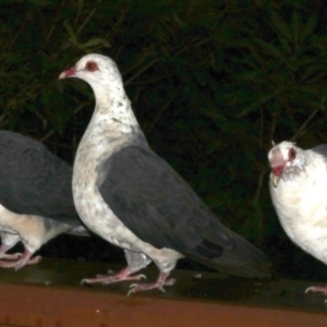 Columba leucomela at Rosedale, NSW - 30 Mar 2019 05:11 PM